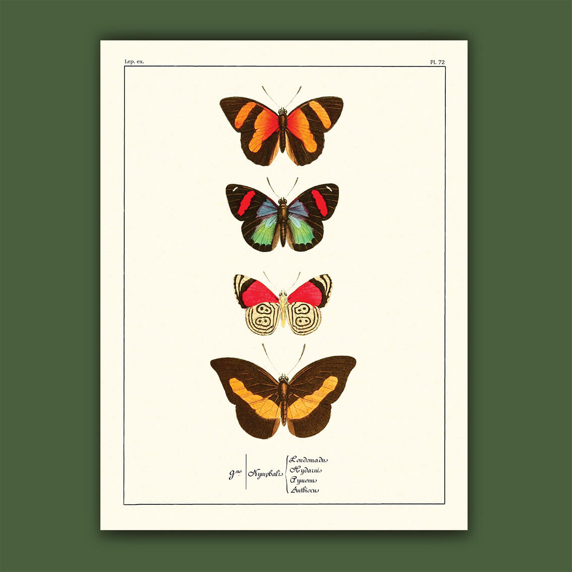 Planche papillons n°72 - Hippolyte Lucas