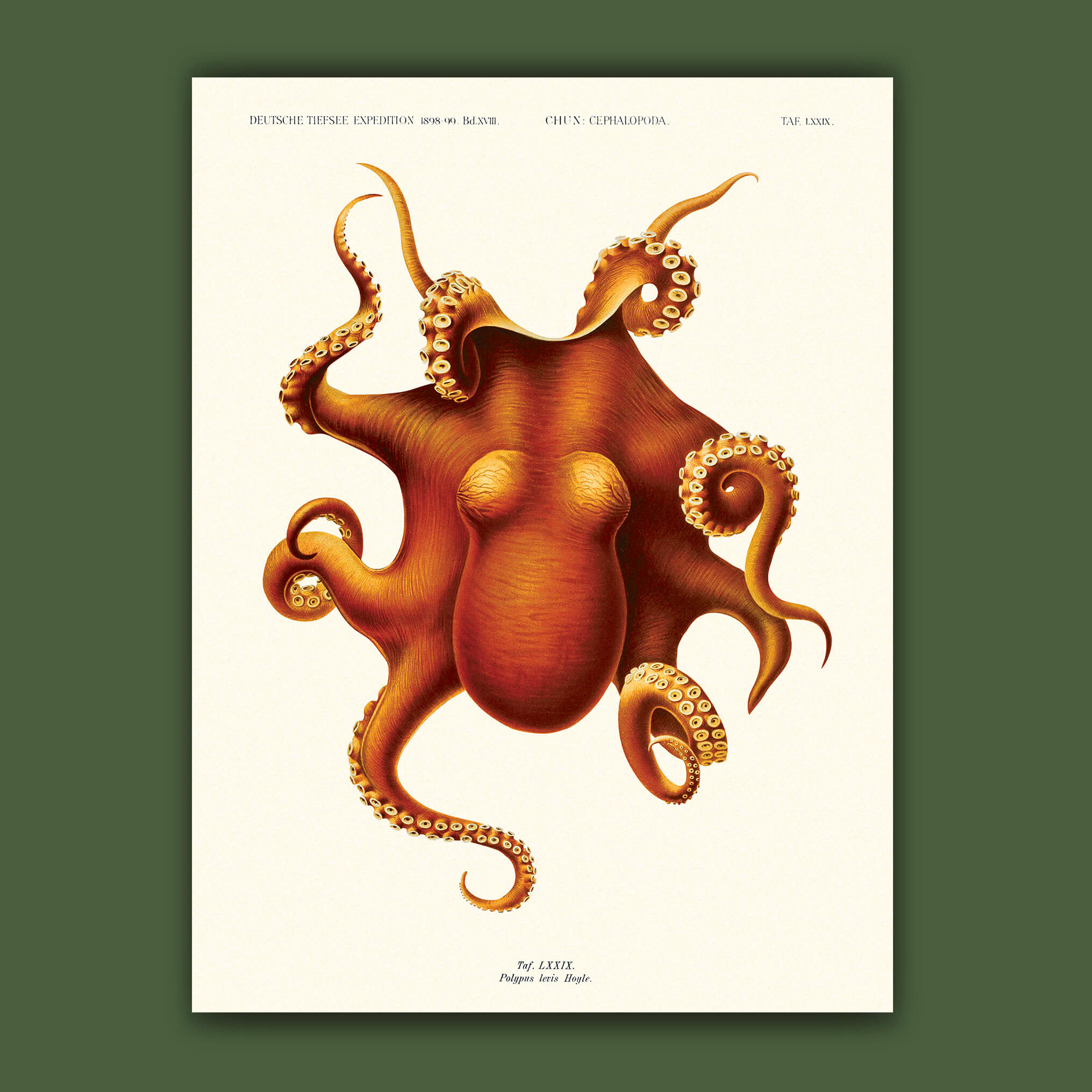 Céphalopode - Carl Chun